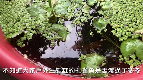 戶外養魚|養魚先養水之戶外生態缸開缸需要多久才放魚及戶外養孔雀魚的秘。